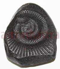Shaligram 10766 85gm